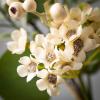 imageSullivans 1325 Inch Eucalyptus ampamp Waxflower Swag Artificial Greenery Decor Lifelike Design Easy Maintenance for AllYear Display Perfect for Windows Door and Curtain Accents