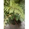 imageSullivans Artificial Fern in Ball 11quot H Green Everyday Home Decor Artificial Plants Indoor Artificial Greenery Room Kitchen Office ampamp Bathroom Dcor Fake Plants