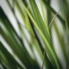 imageSullivans Artificial Potted Grass 48quot H Green Everyday Home Decor Artificial Plants Indoor Artificial Greenery Room Kitchen Office ampamp Bathroom Dcor Fake Plants