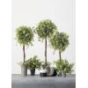 imageSullivans Artificial Set of 3 Wisteria Topiary 30quot H 26quot H ampamp 245quot H Green Everyday Home Decor Artificial Plants Indoor Artificial Greenery Room Kitchen Office ampamp Bathroom Dcor Fake Plants