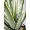 imageSullivans Faux Potted Aloe Indoor Artificial Greenery Dcor