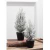 imageSullivans Flocked Christmas Pine Tree Set of 2 Christmas Decor Mini Christmas Trees Christmas Decorations Indoor Home Decor Flocked Trees Artificial Christmas Trees Tabletop Christmas Decor