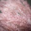 imageSullivans Large Faux Dried Champagne Reed Stem 4 FT Artificial Fake Reed Grass Flower Lifelike Large Feathery Plumes for Home Office Weddings and Gifts DecorPurple