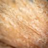 imageSullivans Large Faux Dried Champagne Reed Stem 4 FT Artificial Fake Reed Grass Flower Lifelike Large Feathery Plumes for Home Office Weddings and Gifts DecorChampagne