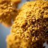imageSullivans Mustard Yellow Yarrow Spray 26Inch Artificial Fake Flower Lifelike Centerpiece for Home Office Weddings and Gifts Decor
