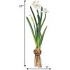 imageSullivans Paperwhite Flower with Bulb Stem 20quot White Narcissus Stem with Bulb White Small Daffodil Floral Stem Artificial Flowers Lifelike Paperwhite Realistic Flower GG51120