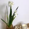 imageSullivans Paperwhite Flower with Bulb Stem 20quot White Narcissus Stem with Bulb White Small Daffodil Floral Stem Artificial Flowers Lifelike Paperwhite Realistic Flower GG51120