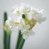imageSullivans Paperwhite Flower with Bulb Stem 20quot White Narcissus Stem with Bulb White Small Daffodil Floral Stem Artificial Flowers Lifelike Paperwhite Realistic Flower GG51120