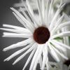 imageSullivans White Daisy Stem 38Inch Artificial Fake Flower Lifelike Centerpiece for Home Office Weddings and Gifts DcorWhite