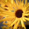 imageSullivans White Daisy Stem 38Inch Artificial Fake Flower Lifelike Centerpiece for Home Office Weddings and Gifts DcorYellow