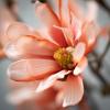 imageSullivans White Magnolia Stems Spray 335Inch Artificial Fake Flower Lifelike Centerpiece for Home Office Weddings and Gifts DecorCoral Pink