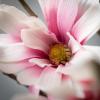 imageSullivans White Magnolia Stems Spray 335Inch Artificial Fake Flower Lifelike Centerpiece for Home Office Weddings and Gifts DecorLight Pink