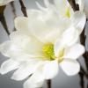 imageSullivans White Magnolia Stems Spray 335Inch Artificial Fake Flower Lifelike Centerpiece for Home Office Weddings and Gifts DecorWhite