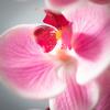 imageSullivans White Phalaneopsis Stem 385Inch Artificial Fake Flower Lifelike Centerpiece for Home Office Weddings and Gifts DcorPink