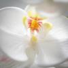 imageSullivans White Phalaneopsis Stem 385Inch Artificial Fake Flower Lifelike Centerpiece for Home Office Weddings and Gifts DcorWhite