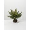 imageSullivans Artificial Fern in Ball 11quot H Green Everyday Home Decor Artificial Plants Indoor Artificial Greenery Room Kitchen Office ampamp Bathroom Dcor Fake Plants