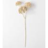 imageSullivans Artificial Seed Pod Stem 31quot H OffWhite