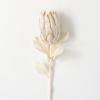 imageSullivans Natural Pale Cream Protea Steam 29Inch Artificial Fake Flower Lifelike Bouquet Centerpiece for Home Office Weddings and Gifts Decor