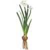 imageSullivans Paperwhite Flower with Bulb Stem 20quot White Narcissus Stem with Bulb White Small Daffodil Floral Stem Artificial Flowers Lifelike Paperwhite Realistic Flower GG51120