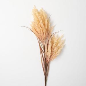 imageSullivans Large Faux Dried Champagne Reed Stem 4 FT Artificial Fake Reed Grass Flower Lifelike Large Feathery Plumes for Home Office Weddings and Gifts DecorChampagne