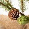 imageSullivans 18quot H Sullivans Small Pinecone Tree in Burlap Christmas Dcor Trees Holiday Decor Christmas Tabletop Trees Mantle Decor Christmas Decorations