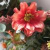 imageSullivans 2175 Inch Mixed Flower Wreath Spring and Summer Artificial Wreath Everyday Wreath Front Door Wreaths Indoor ampamp Outdoor Wreaths Door Entryway Porch DcorDahlia And Berry