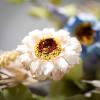 imageSullivans 2175 Inch Mixed Flower Wreath Spring and Summer Artificial Wreath Everyday Wreath Front Door Wreaths Indoor ampamp Outdoor Wreaths Door Entryway Porch DcorSummer Wildflower
