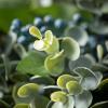 imageSullivans 22 Inch Eucalyptus and Sage Wreath Spring and Summer Artificial Wreath Everyday Wreath Front Door Wreaths Indoor ampamp Outdoor Wreaths Door Entryway Porch DcorESWR