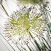 imageSullivans 31quot H Medium Potted Puff Green Grass Green Everyday Home Decor Artificial Plants Indoor Artificial Greenery Room Kitchen Office ampamp Bathroom Dcor Fake Plants