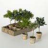 imageSullivans 85quot Artificial Potted Mini Tree Crate of 12 Everyday Home Decor Artificial Plants Indoor Artificial Greenery Room Kitchen Office ampamp Bathroom Dcor Fake Plants