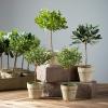 imageSullivans 85quot Artificial Potted Mini Tree Crate of 12 Everyday Home Decor Artificial Plants Indoor Artificial Greenery Room Kitchen Office ampamp Bathroom Dcor Fake Plants