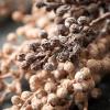 imageSullivans Artificial Dried Blush Berry Stem Set of 2 25quot H Brown