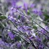 imageSullivans Artificial Lavender Drop Swag Bush 32quot H Purple