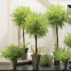 imageSullivans Artificial Potted Feather Ferns 23  30 Inches Set of 3 01963TOP