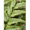 imageSullivans Artificial Potted Fern 77quot H Green Everyday Home Decor Artificial Plants Indoor Artificial Greenery Room Kitchen Office ampamp Bathroom Dcor Fake Plants
