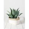 imageSullivans Faux Potted Agave Plant Indoor Artificial Greenery Dcor