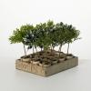 imageSullivans 85quot Artificial Potted Mini Tree Crate of 12 Everyday Home Decor Artificial Plants Indoor Artificial Greenery Room Kitchen Office ampamp Bathroom Dcor Fake Plants