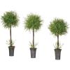imageSullivans Artificial Potted Feather Ferns 23  30 Inches Set of 3 01963TOP
