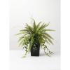 imageSullivans Fake Potted Fern Indoor Plant Indoor Artificial Plants for Your Home Home Office and Bathroom Dcor Pieces Artificial Greenery17