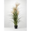 imageSullivans Potted Agave Reed