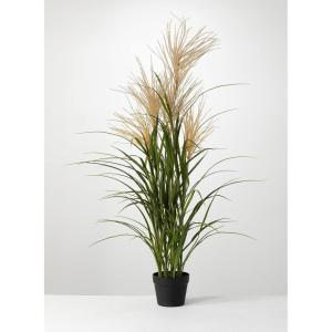 imageSullivans Potted Agave Reed