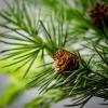 imageSullivans 28quot Frosted Green Cedar Wreath Artificial Greenery Flowers Everyday Seasonal Wreaths Indoor ampamp Outdoor Wreaths for Front Door Entryway Porch DcorLush Green Large