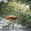 imageSullivans Christmas Garland 9 Ft Arborvitae Garland Realistic LifeLike Green with Pinecones Garland Indoor Holiday Dcor Perfect for Fireplace Mantle Weddings Dining ampamp Living Room Winter Garland5 Ft