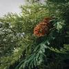 imageSullivans Christmas Garland 9 Ft Arborvitae Garland Realistic LifeLike Green with Pinecones Garland Indoor Holiday Dcor Perfect for Fireplace Mantle Weddings Dining ampamp Living Room Winter Garland9