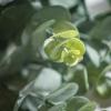 imageSullivans Fake Plants Eucalyptus Stems for Indoor Set of 3 18quot Artificial Greenery Stems Faux Lifelike Bouquet Perfect for Vase Arrangement in Room Home or Office Decorations Wedding Gift Dcor