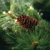 imageSullivans Prelit 24quot Christmas Wreath Christmas Decor Flocked Christmas Door Wreath with Lights Lighted Pine Christmas Wreath Christmas Decorations Pinecones Gold Accents and Battery TimerTraditional