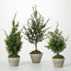 imageSullivans Dwarf Cedar Tree Set of 3 Everyday Artificial Trees Fake Indoor Tree Artificial Greenery Decor Living Room Office Entryway Home Decor