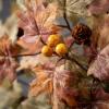 imageSullivans 24 Inch Mixed Leaf Wreath Christmas Artificial Wreath Winter Wreath Front Door Wreaths Indoor ampamp Outdoor Wreaths Door Entryway Porch DcorMini Maple Leaf