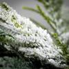 imageSullivans 50quot Norfolk Island Cedar Swag Christmas Decor Artificial Greenery Perfect for Fireplace Mantels Dining and Living Rooms