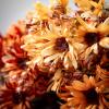 imageSullivans Cherry Fall Cosmos Flower Bundle Set of 3 Artificial Fake Flower Lifelike Bouquet Centerpiece for Home Office Weddings and Gifts Decor18